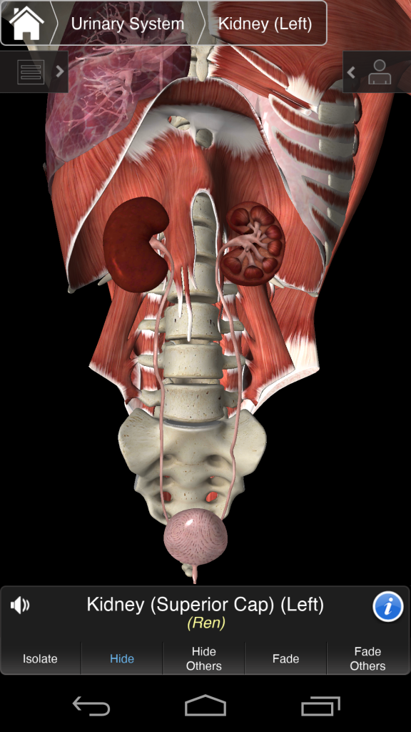 Essential Anatomy 3 screenshot 2